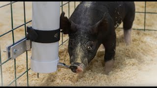 Sturdy, Lightweight PVC Pig Waterer