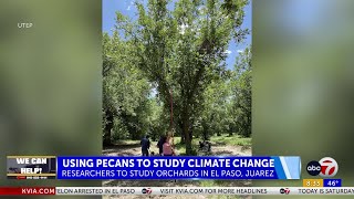 UTEP researchers to examine Climate Change impact on pecan orchards