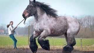 5 CABALLOS Anormalmente Enormes Que Nadie Podrá Superar 😨