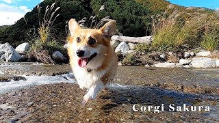 秋の川を歩くコーギー / Corgi walking in the autumn river