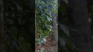 1.60 Acre Agriculture | Farm Land For Sale At Mananathavady | Wayanad (സെന്റിന് 26000)