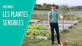 Hiverner les plantes sensibles au froid