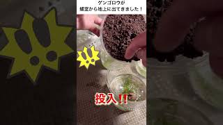 ゲンゴロウが蛹室から出てきました！#ナミゲン#水生昆虫#タガメ#絶滅危惧種