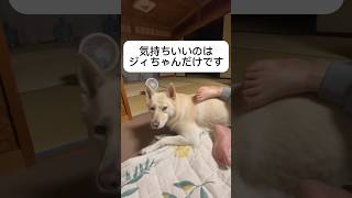 爺ちゃんと保護犬きなこの日常🐶　#癒し　#犬　#保護犬  #いぬ　#shorts