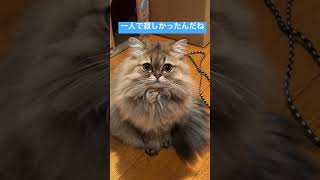 猫が留守番したら#shorts〜ペルシャ猫チンチラゴールデン