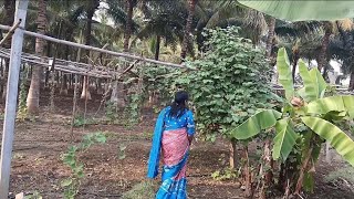 Farmhouse lo ala Saradhaga #nature #family #ytshorts #ytstudieo