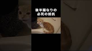 【お風呂】シャワーが嫌で必死に抵抗する猫 #shorts