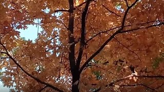 Beautiful Fall Trees #1 and Calming Music