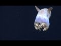 Dumbo Octopus: Gulf of Mexico 2014