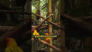 Parrots in Pandemonium: A Colorful Chaos!