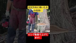 コメント欄にURL貼っておきます！ #forest #shorts