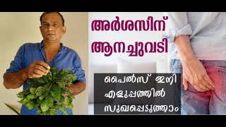 Anachuvadi plant in malayalam | ആനച്ചുവടി | ELEPHANTOPUS SCABER  | remedies for piles | Anachuvadi