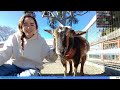 maya introduces her childhood animals at smile farm