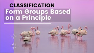 How to write a Classification paragraph