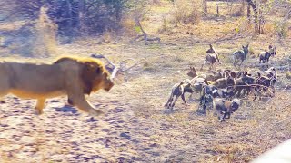 Male Lion Takes Out Wild Dog Pups