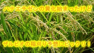 ザルビオのＡＩ生育予想って凄い・でもハナエチゼン稲刈り適期が８月８日ってウソでしょう・2023