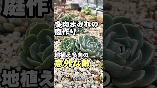 多肉を襲う進撃のアレ #succulent #多肉植物 #エケベリア #succulents #mokimoki #多肉 #モキモキ