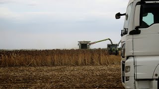 Palotabozsoki Zrt. 2x Claas Lexion 670, 570 Sunflower Harvest/Napraforgó aratás 2022