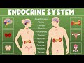 Endocrine System: What Is It, Functions & Organs | Video for Kids