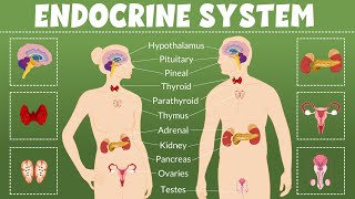 Endocrine System: What Is It, Functions & Organs | Video for Kids