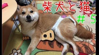 保護犬ミクがお散歩拒否するようになった原因。ゴメンね。