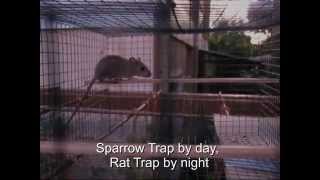 Homemade Sparrow and Rat Trap