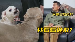 惡霸犬居然一點都不“惡霸”，每天被馬爾基斯欺負，還得靠訓犬師替它撐腰