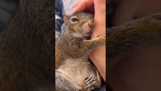 Poor squirrel #animals #adorably #cute #shorts #shortvideo