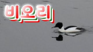 #비오리 #겨울철새