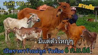 เปิดราคาวัวเเม่ลูก วัวท้อง (6ก.ย.66)เต็ม บ.ยางเครือ ต.นาป่าเเซง จ.อำนาจเจริญ