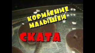 Кормление малышей скатов в аквариуме.