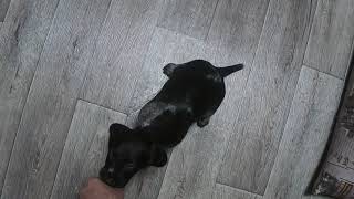 Первая дрессировка щенка дратхаара Цери в 1.5 месяца