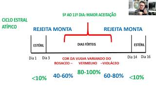 REPRODUÇÃO - 04: Fisiologia reprodutiva na coelha, ovulação, pseudogestação, ciclo estral, gestação