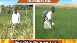 Pon Vilaiyum Bhoomi (07/10/2019) மாத்தியோசிச்சேங்க (New Method of Paddy Cultivation  )