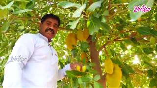 Sustainable Farming  agroforestry  % 100 fruits in  acres 5 ఎకరాల్లో 100 రకాల పండ్ల సాగు