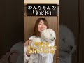 【犬種ビション】わんちゃんのヨダレ shorts