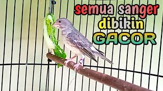 Suara Burung SANGER GACOR Ngerol Pedas paling ampuh untuk Pancingan dan Masteran,.