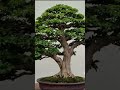 pesona bonsai kelas bintang shorts bonsai tropicalbonsai bonsaitropis