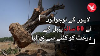 Youngsters of Lahore save 50-year-old tree from being cut down