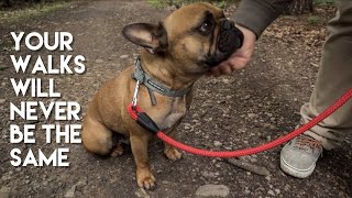Dog Leash Training. Do your own Puppy Training at Home!! Your French Bulldog will thank you!!