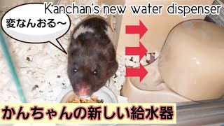 【ハムスター】かんちゃんの新しい給水器〜Kanchan's new water dispenser〜の巻