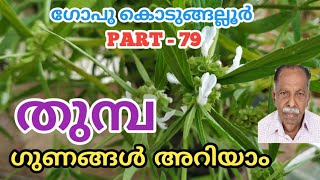 തുമ്പയുടെ ഔഷധഗുണങ്ങൾ || THUMBA POO CHEDI || THUMBAPOO || GOPU KODUNGALLUR