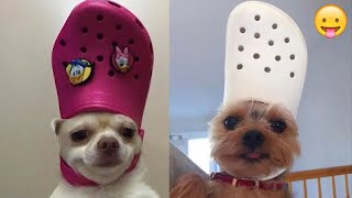 So Funny! Funniest Cats and Dogs 2024🤔New Funny Animals 2024😹🐕 part78