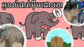 លំផាត់មឹមទឹកដោះគោ | Baby Elephant Lum Phat drink milk