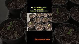 Что не взошло? #plants #выращиваем #garden  #огород #растения #сад #перцы #рассада #семена