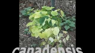 VARIATIONS OF CERCIS (REDBUD): COOL PLANT PROFILES 36