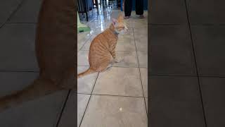 Don't worry, be happy like a thai cat😸 #catlover #catvideos #cat #funnycats #cats #thaicat #shorts