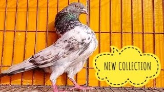 Z SPRING PIGEON (জেড স্প্রিং কবুতর) MOST UNIQUE PIGEON BREED IN BANGLADESH