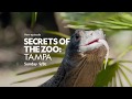 Secrets of the Zoo: Tampa - Hungry Dragons - Don't miss S1E5 Airing Sunday, 2/9/2020