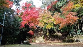 諏訪神社の紅葉　智頭町往来